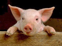 Image result for american yorkshire piglets